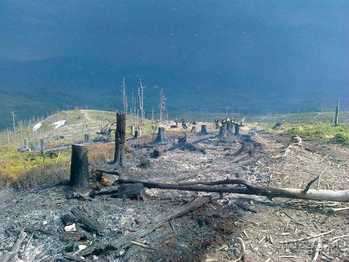 Po¿ar poszycia le¶nego